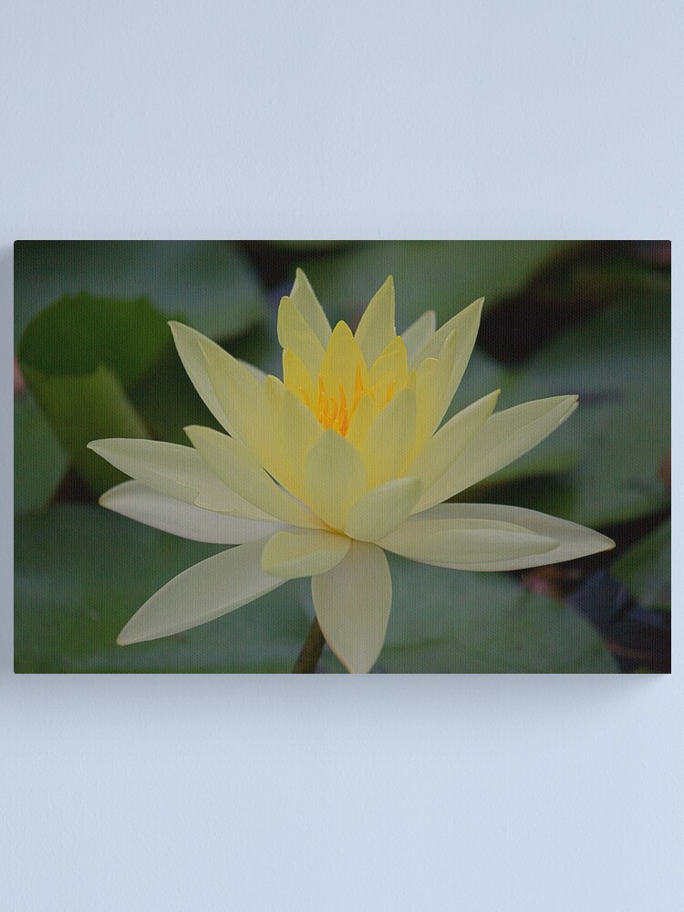 Thumbnail 1 of 3, Canvas Print, Yellow Waterlily designed and sold by RICHARDW.