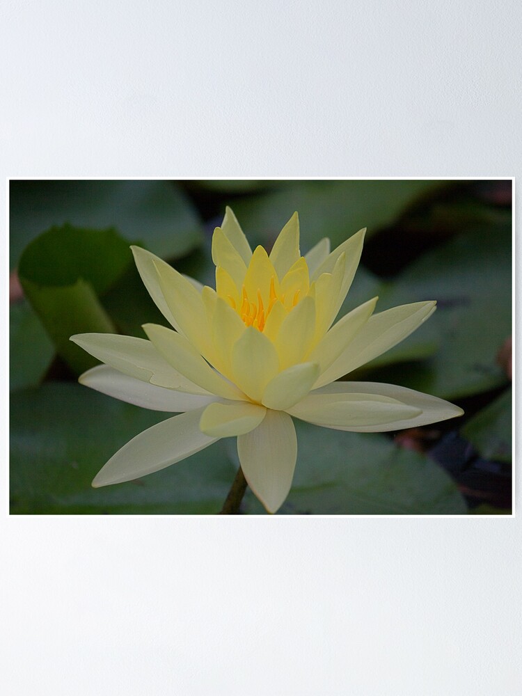 Alternate view of Yellow Waterlily Poster