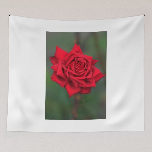 Item preview, red rose on autumn background designed and sold by olena2552.