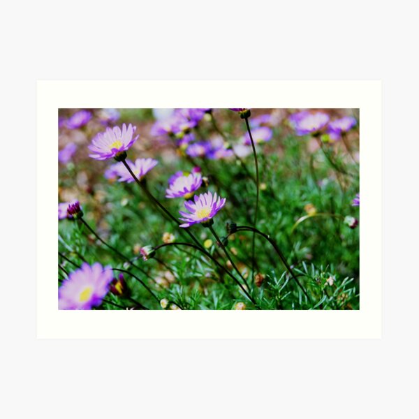 Purple Daisies Art Print