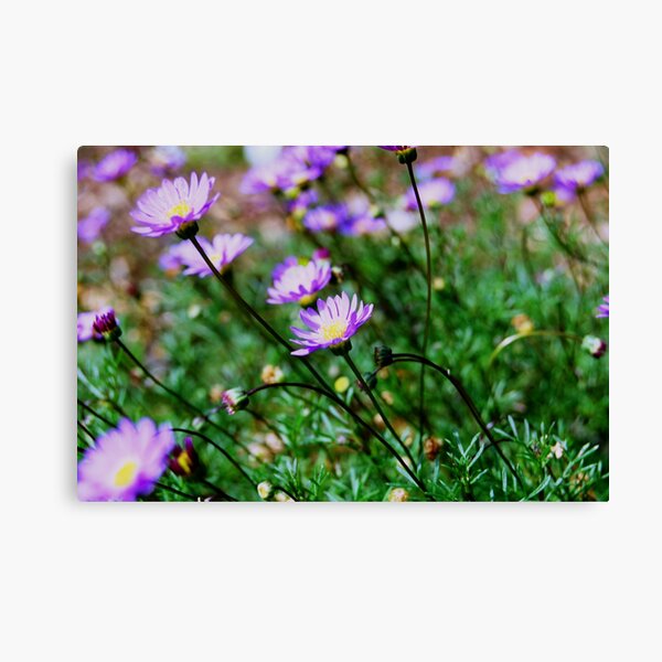 Purple Daisies Canvas Print