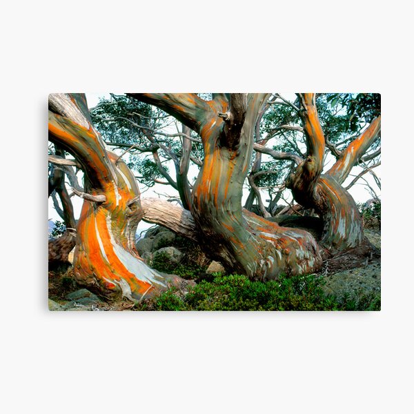 Snow Gums Canvas Print