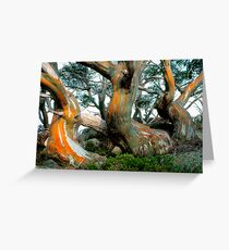 Snow Gums Greeting Card