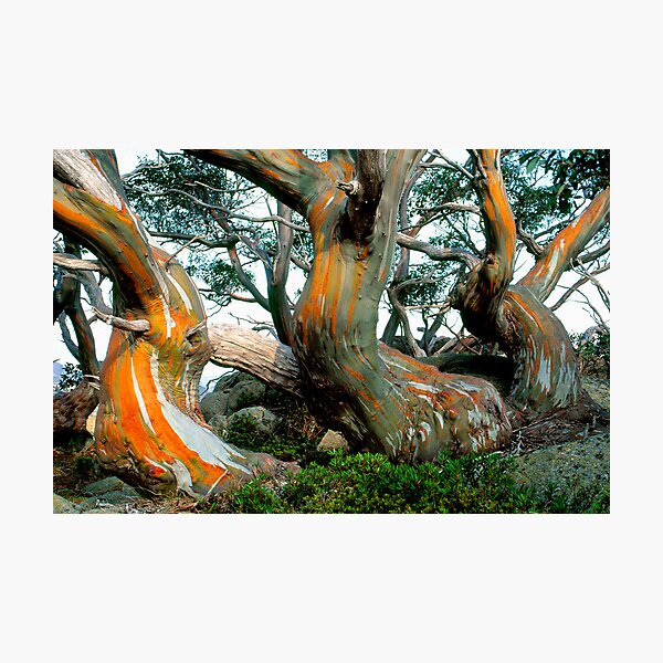 Snow Gums Photographic Print