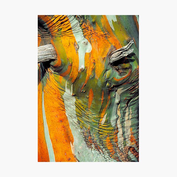 Snow Gum Bark Photographic Print