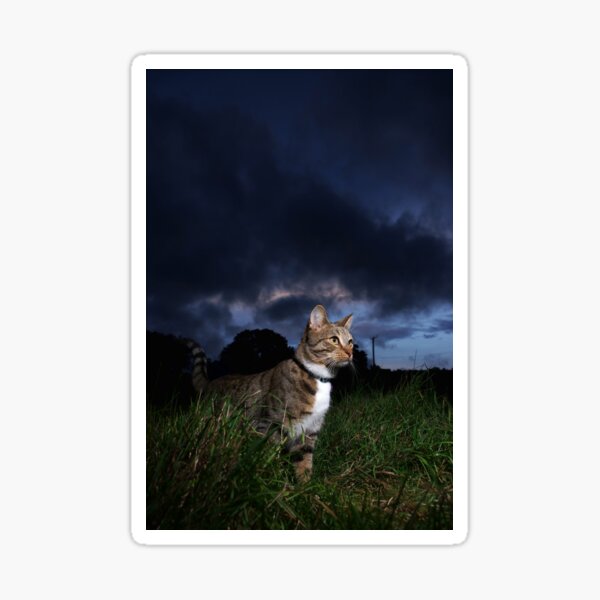 Tabby cat at sunset Sticker