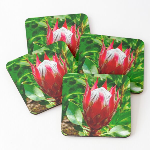 Item preview, The King Protea designed and sold by PictureNZ.