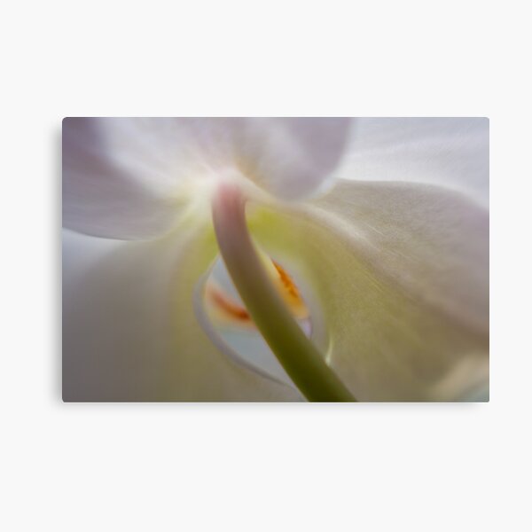 Orchid Stems III Canvas Print