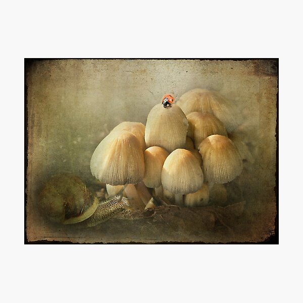 Brian went to see the wise old Ladybird, because, as we all know, women know EVERYTHING!! Photographic Print