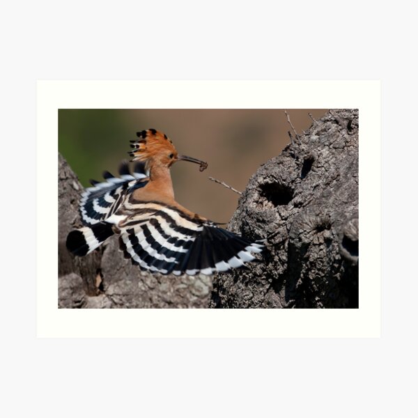 Happy Hoopoe Art Print