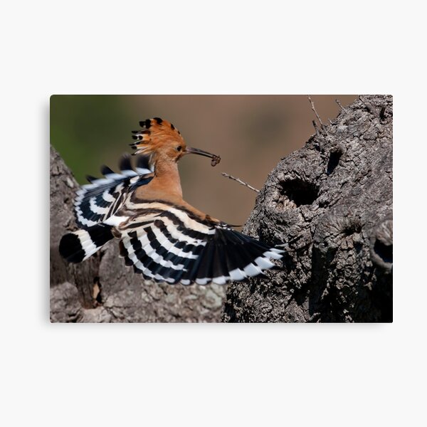Happy Hoopoe Canvas Print