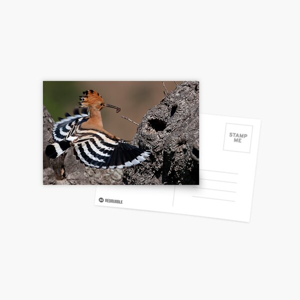Happy Hoopoe Postkarte