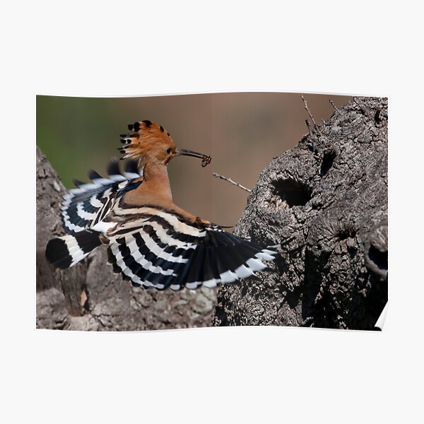 Happy Hoopoe Poster