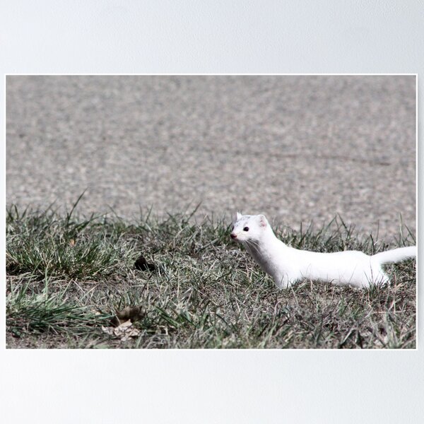 Item preview, Long-tailed Weasel designed and sold by Alyce Taylor.