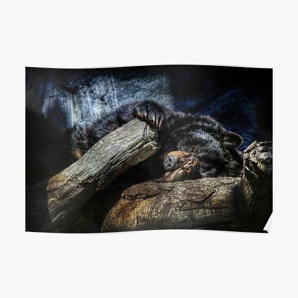 Snoozin' Poster