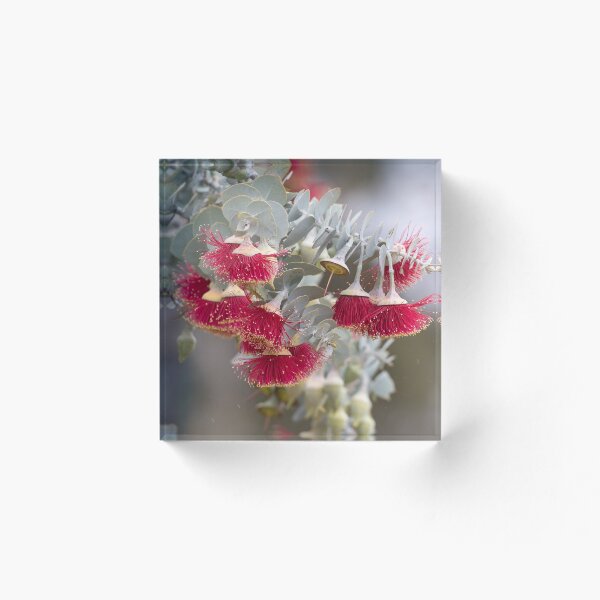 Item preview, Eucalypt Rodantha Australian Wildflower designed and sold by cschester4.