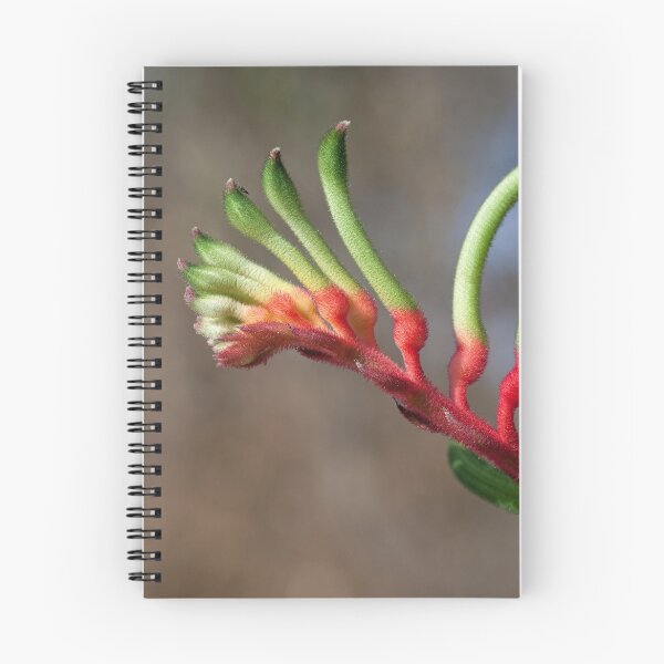 Item preview, Kangaroo Paw designed and sold by Peta Smith.