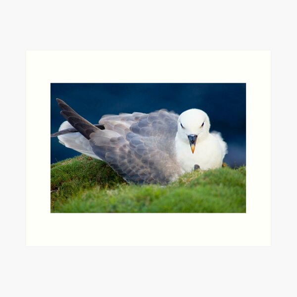 Item preview, Pensive Fulmar - Sumburgh Head designed and sold by Winksy.
