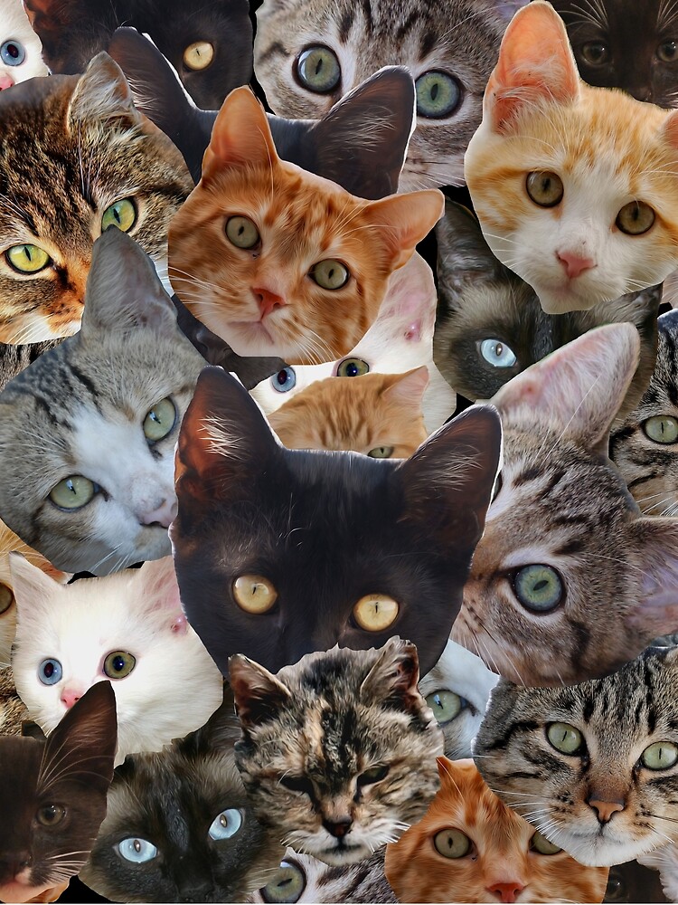 Kitty Collage by spookydooky