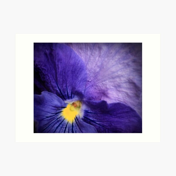 Pansy Art Print