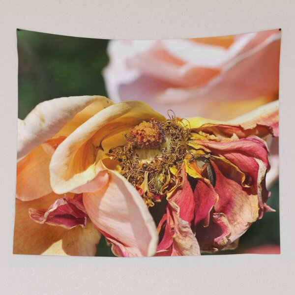 Item preview, Aged Beauty Graceful Pink Rose designed and sold by Joy Watson - Natural Light Photography .