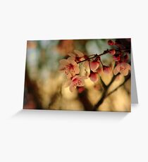 Blossoms & Light Greeting Card