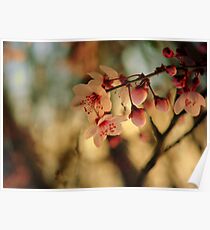 Blossoms & Light Poster