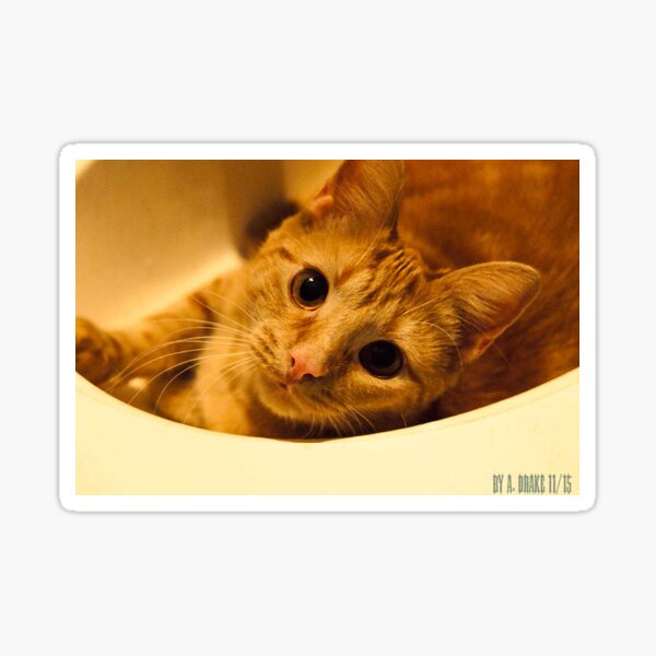 The Cat Sticker