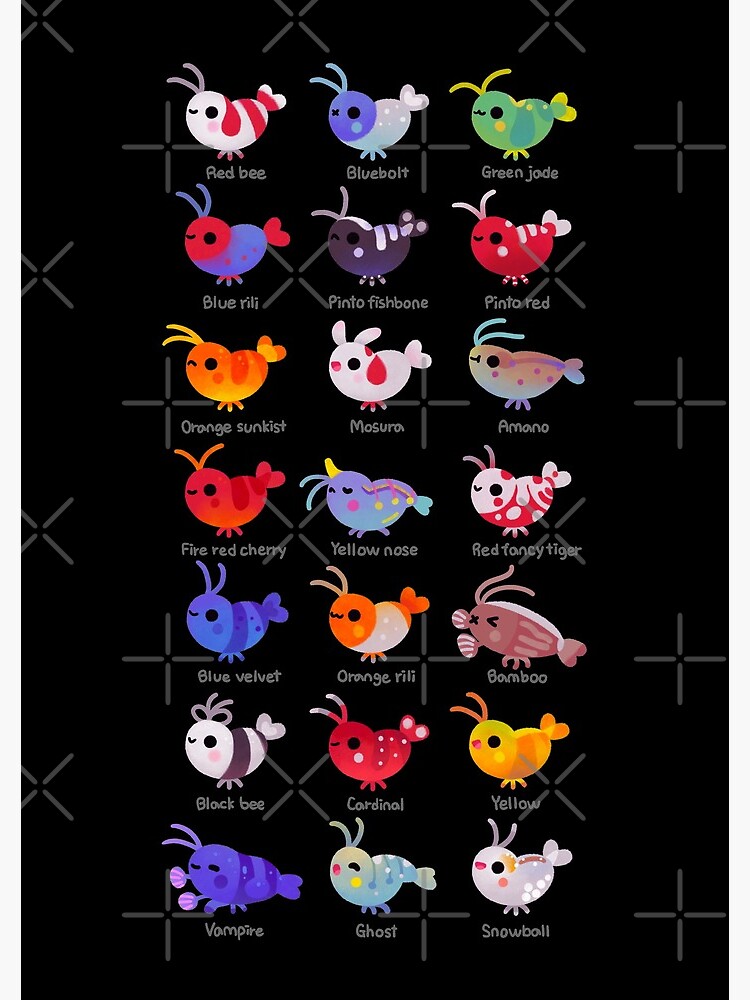 Freshwater shrimp - name by pikaole