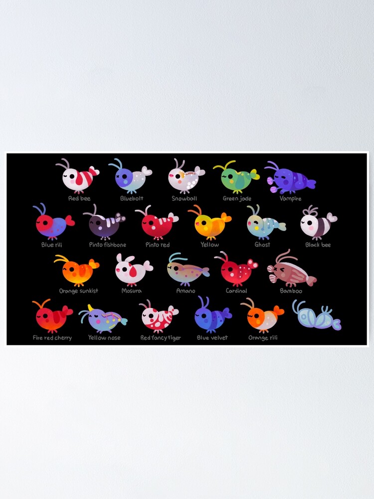 Alternate view of Freshwater shrimp - name Poster