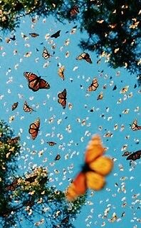 cute vsco butterfly wallpaper