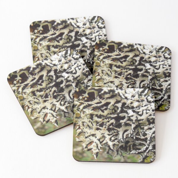 Item preview, Black and White, Lichen, Cradle Mountain, Tasmania, Australia. designed and sold by kaysharp.