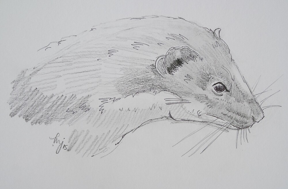 "Weasel head side view pencil drawing" by MikeJory | Redbubble