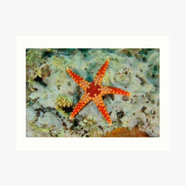 Sea Star Art Print