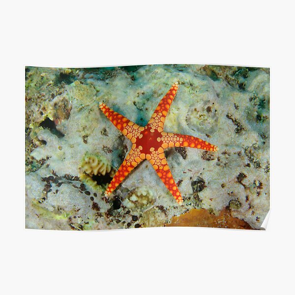 Sea Star Poster