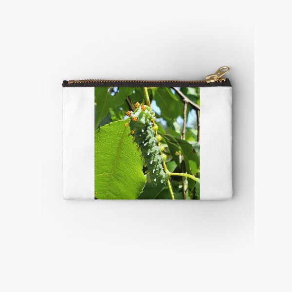 Item preview, Cecropia (Cleopatra) Moth Caterpillar designed and sold by SusanSeamaiden.