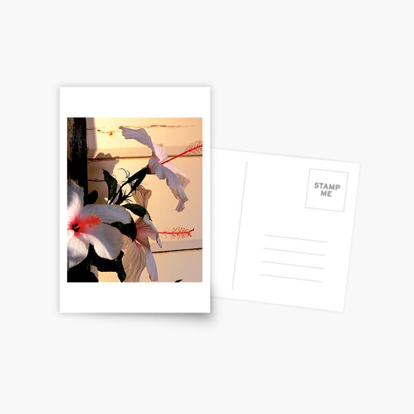 uncomfortable silence Postcard