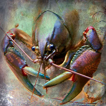 Artwork thumbnail, Emerging by Rhonda  Taylor