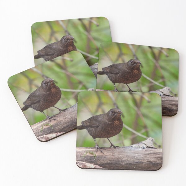 Item preview, Growing teenage mustache. Young Blackbird on dead wood designed and sold by Jouko Lehto Photography.