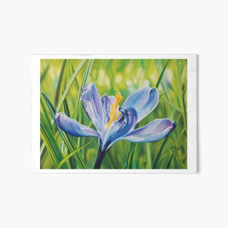Crocus au pastel sec Impression rigide