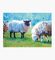 Summer Light - Acrylic Painting of Sheep in Sun Light Photographic Print