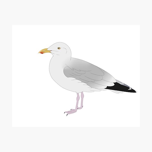 Item preview, American Herring Gull designed and sold by seagaull.