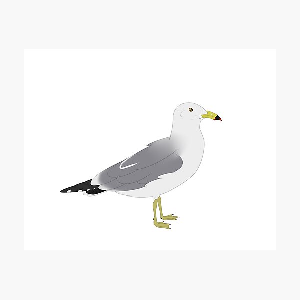 Item preview, Black Tailed Gull designed and sold by seagaull.