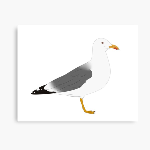Lesser Black Backed Gull Canvas Print
