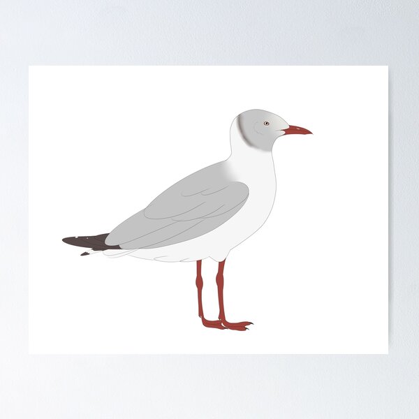 Item preview, Gray headed gull designed and sold by seagaull.