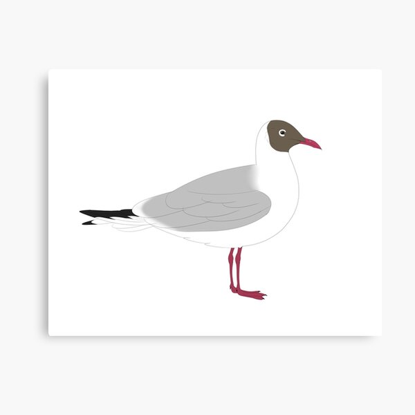 black headed gull Canvas Print