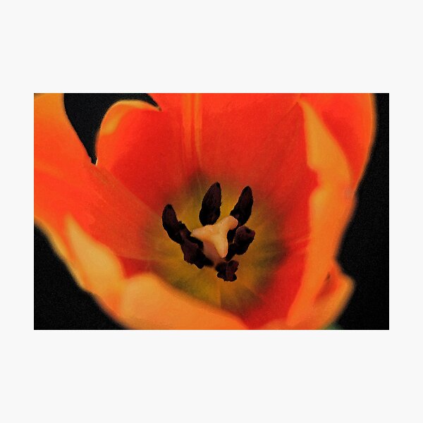 Item preview, Tulip Fire designed and sold by RebeccaBlackman.