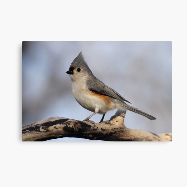 Tufted Titmouse Metal Print