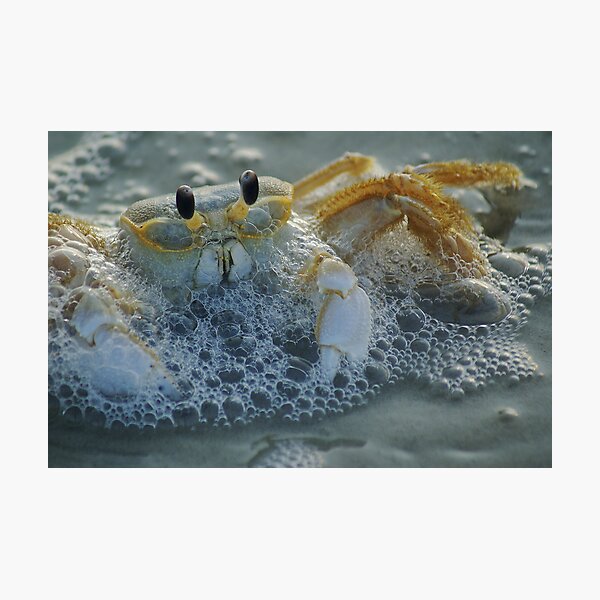 Ghost Crab I Photographic Print
