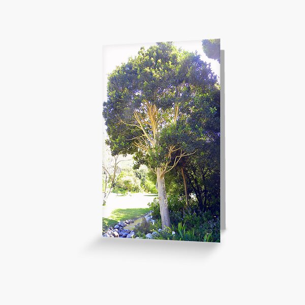 Cape Holly (Ilex mitis) ~ Kaapse Withoutboom Greeting Card